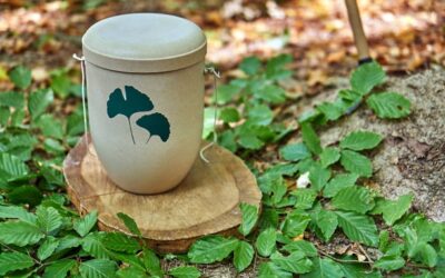 Urna biodegradable árbol: ¿cómo funciona de verdad?