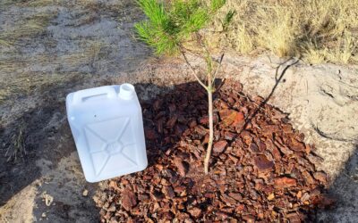 Cuidar el presente para asegurar el futuro: Técnica y compromiso en Recordarmiarbol