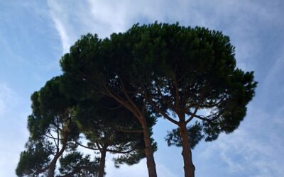 Sostenibilidad desde la raíz: por qué plantamos pino piñonero (Pinus Pinea) de 3 años con mulching propio