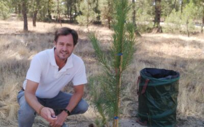 ¿Por qué en Recordarmiarbol elegimos el Pino Piñonero (Pinus pinea) y no el Pino Resinero (Pinus Pinaster) ?